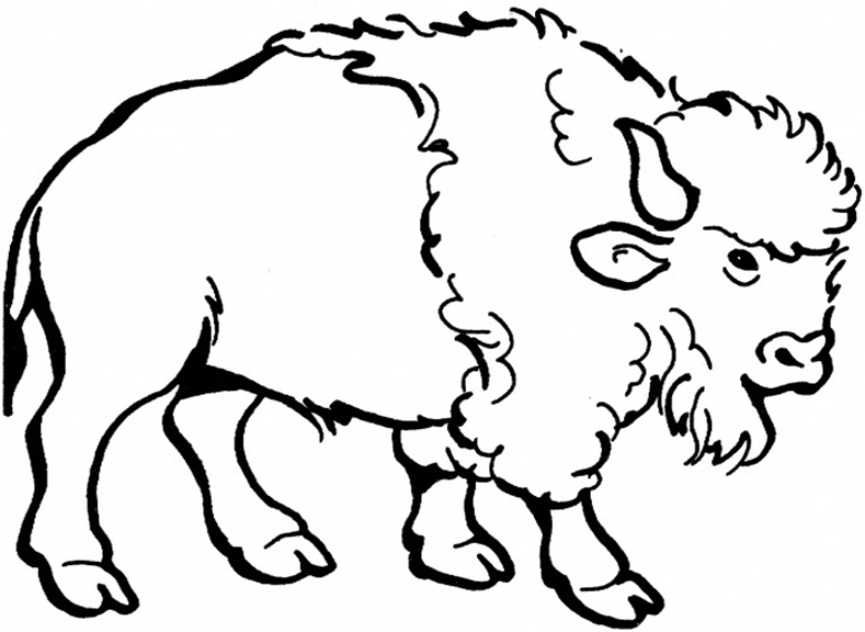Bison Grassland Animal Coloring Page