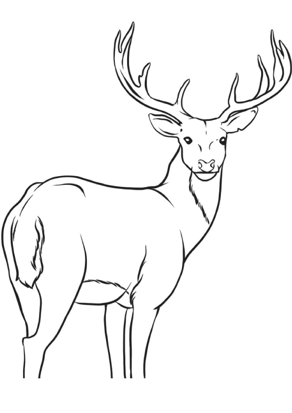 Deer Grassland Animal Coloring Page