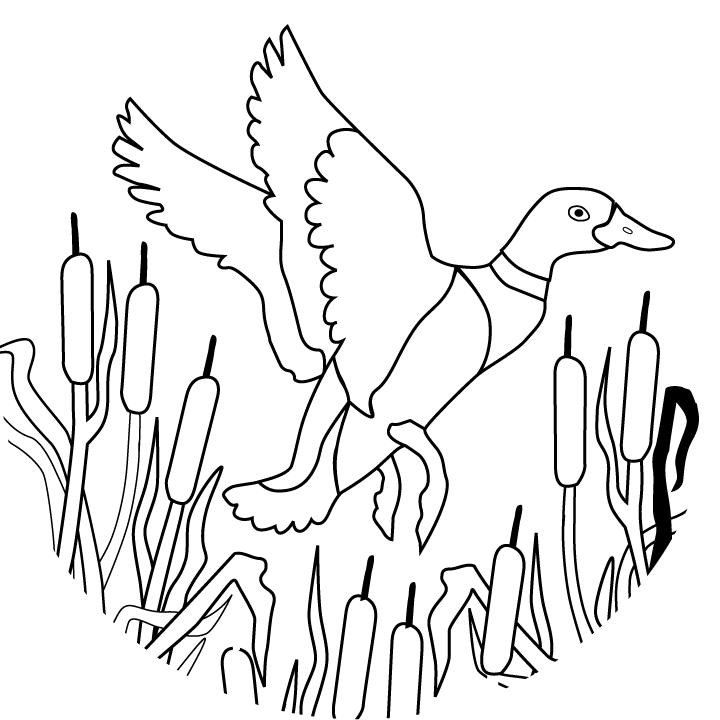 Duck Grassland Animal Coloring Page