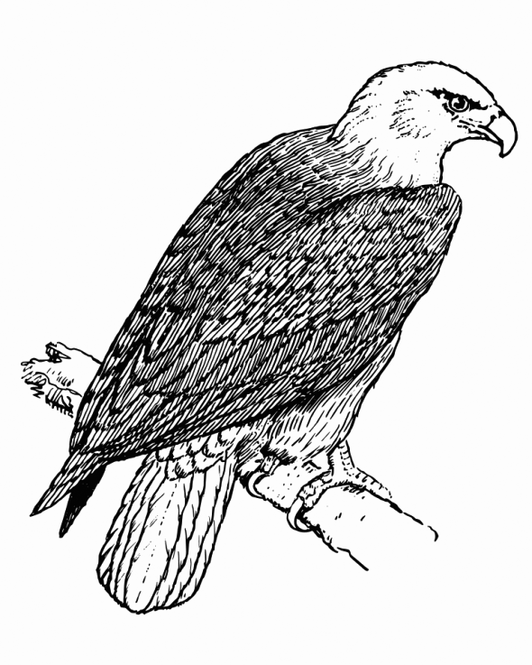 Eagle Grassland Animal Coloring Page