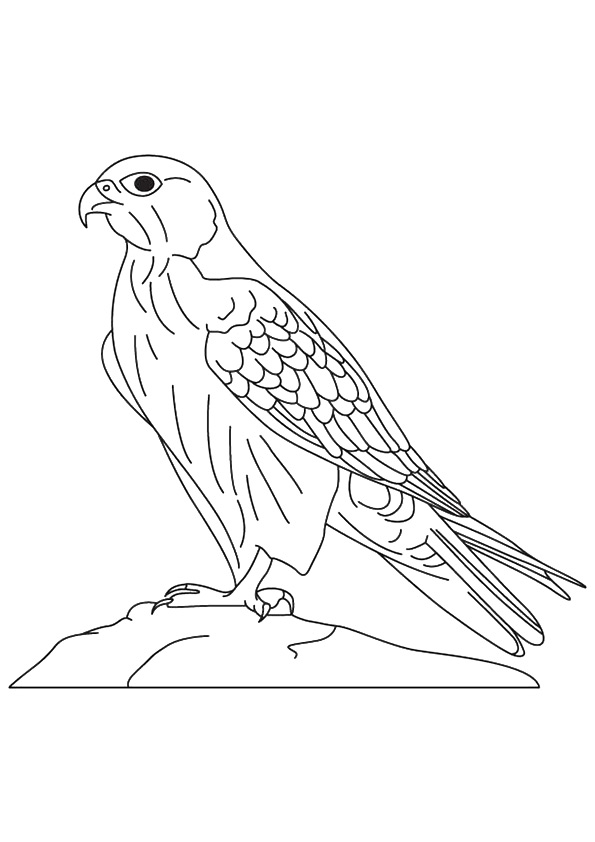 Falcon Grassland Animal Coloring Page