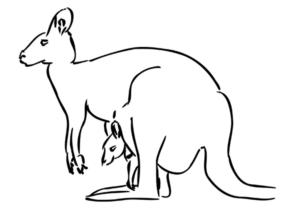 Kangaroo Grassland Animal Coloring Page