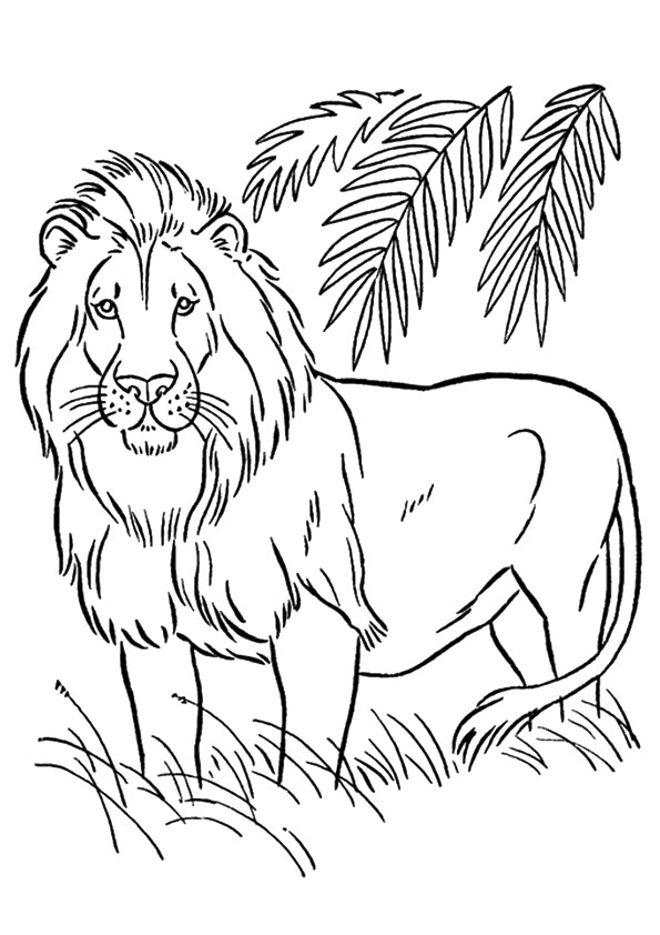 Lion Grassland Animal Coloring Page