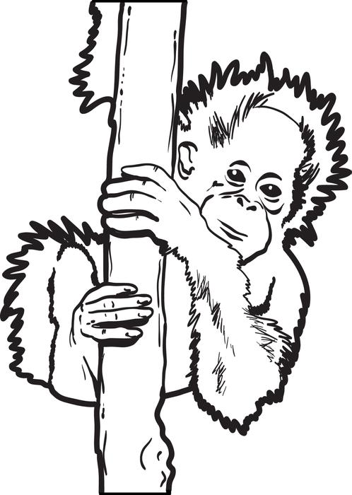 Orangutan Coloring Page