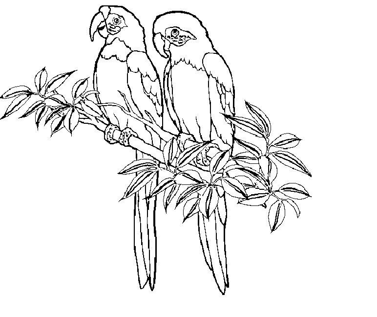 Parrots Coloring Page