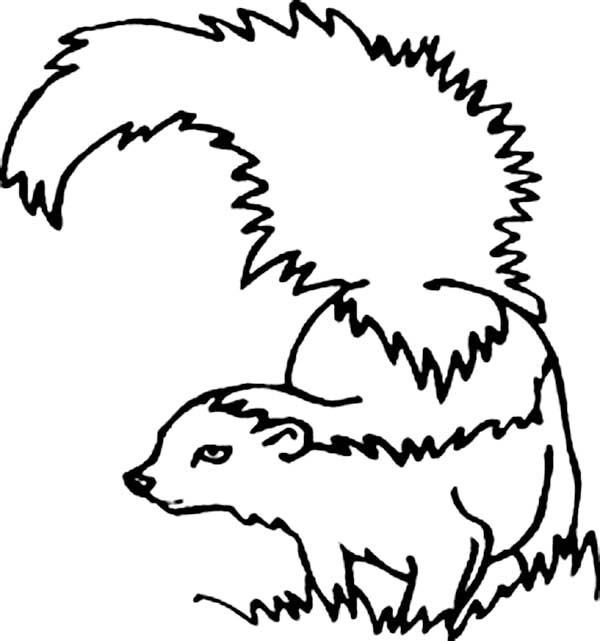 Skunk Grassland Animal Coloring Page