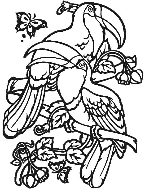 Toucan Coloring Page