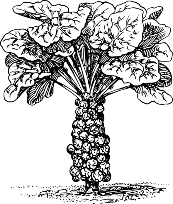 Brussel Sprout Plant Coloring Page