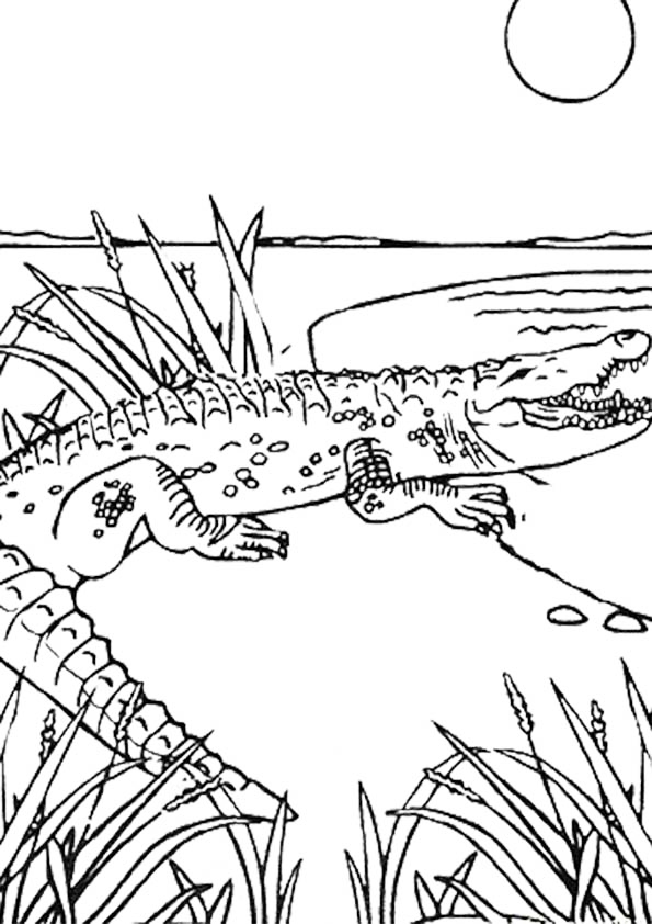 Crocodile In The Wild Coloring Page