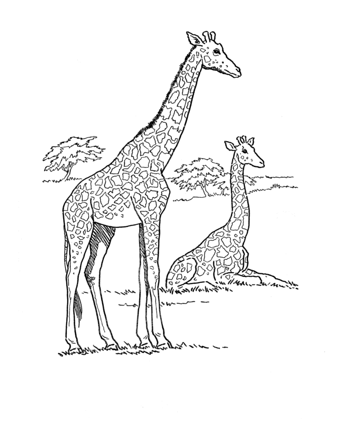Giraffe Wildlife Coloring Pages