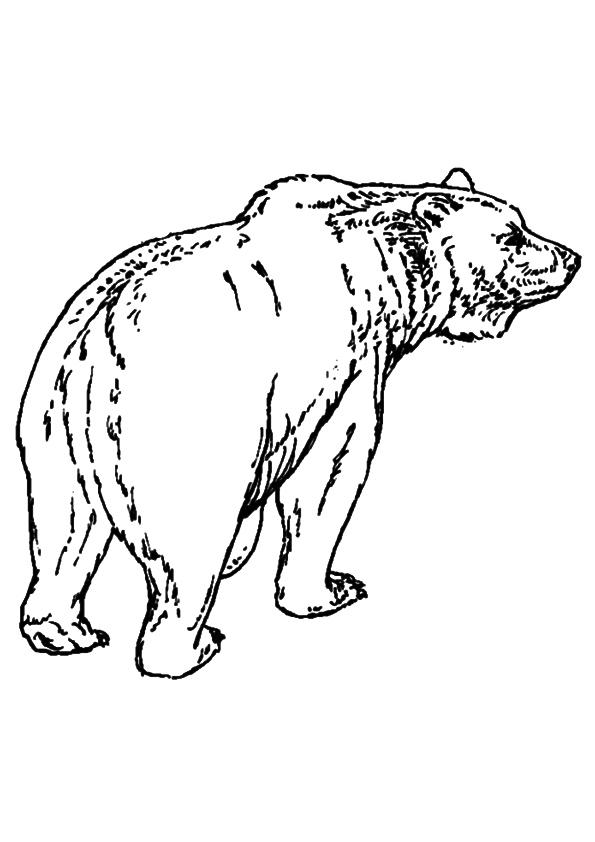 Wild Bear Coloring Page