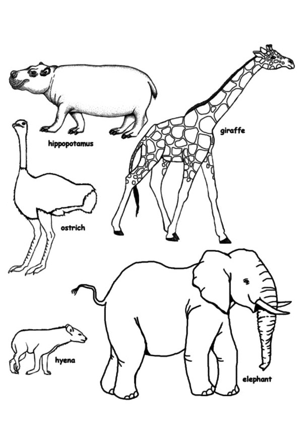 Wildlife Worksheet