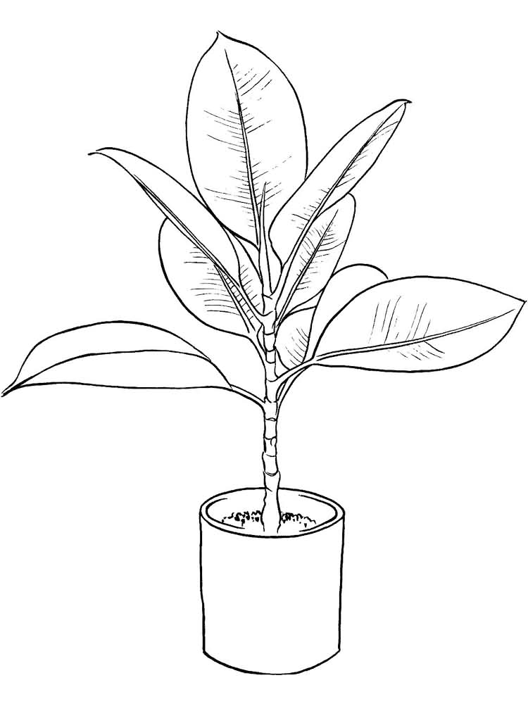 Fig Plant Coloring Page