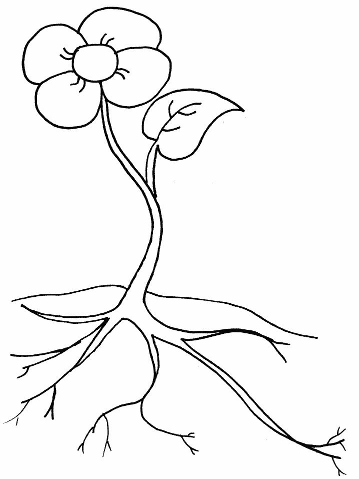 Flower Plant And Roots Coloring Page