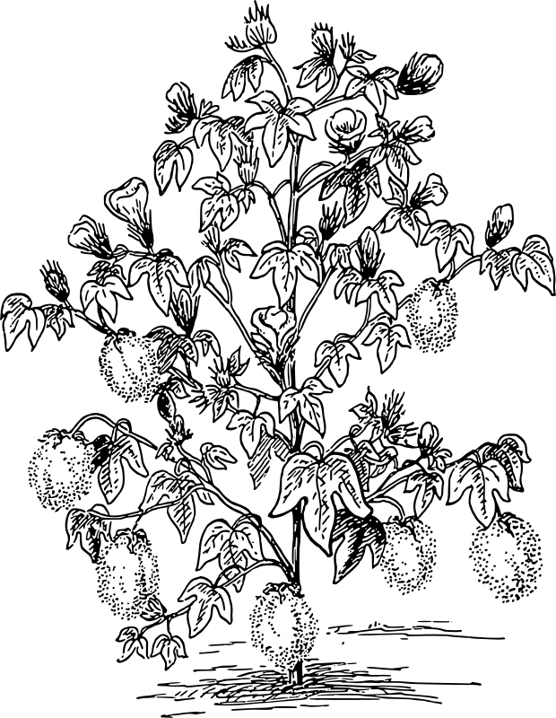 Fruit Plant Coloring Page