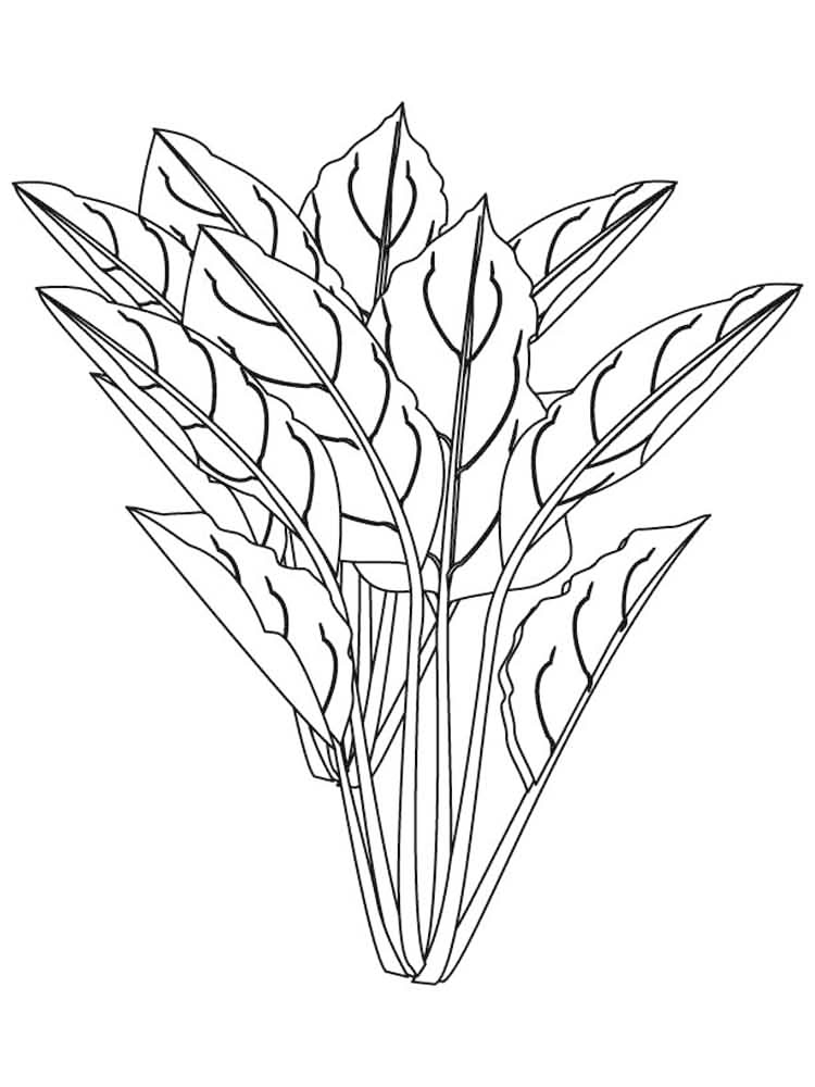 Plant Leaves Coloring Page