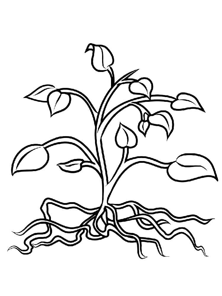 Plant And Roots Coloring Page