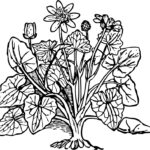 Tropical Plant Coloring Page