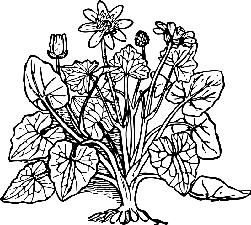 Tropical Plant Coloring Page