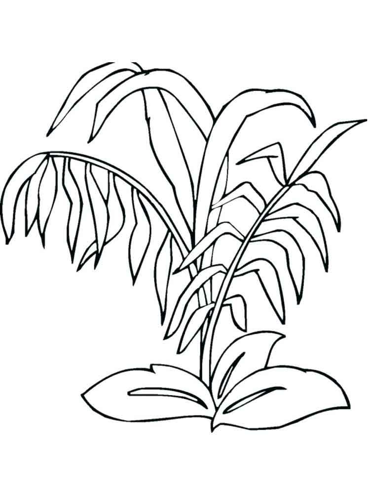 Wild Plant Coloring Page