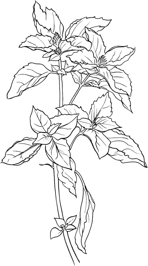 Basil Herbs Coloring Page
