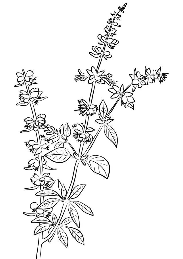 Basil Herbs Coloring Pages