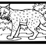 Bobcat Coloring Page