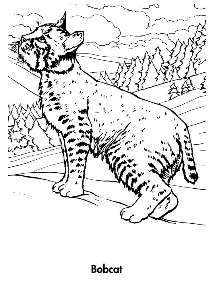 Bobcat Coloring Page