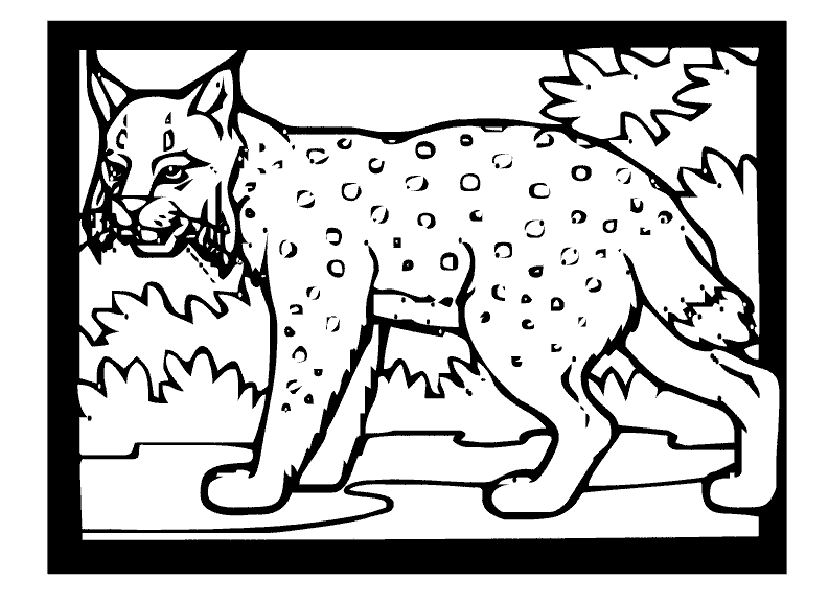 Bobcat Coloring Page