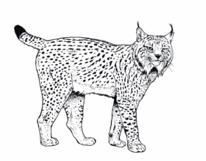 Bobcat Coloring Pages - Best Coloring Pages For Kids