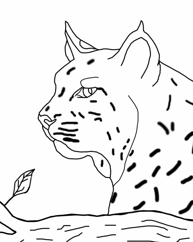 Bobcat Coloring Pages