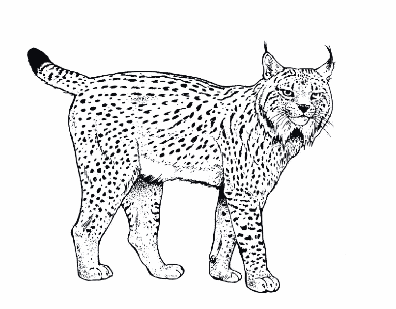 baby bobcat coloring pages