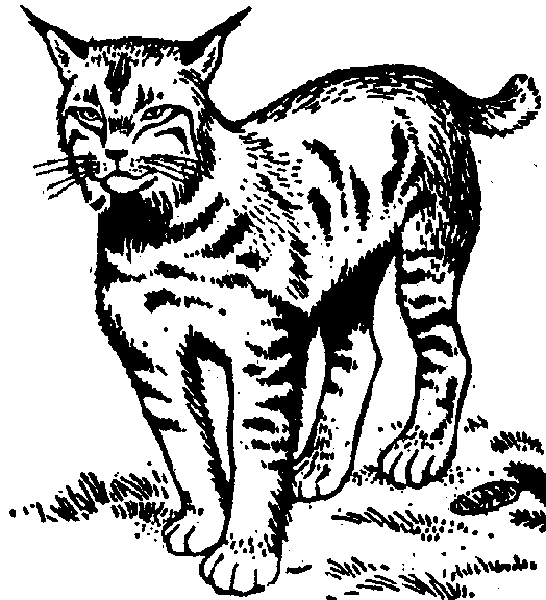 baby bobcat coloring pages