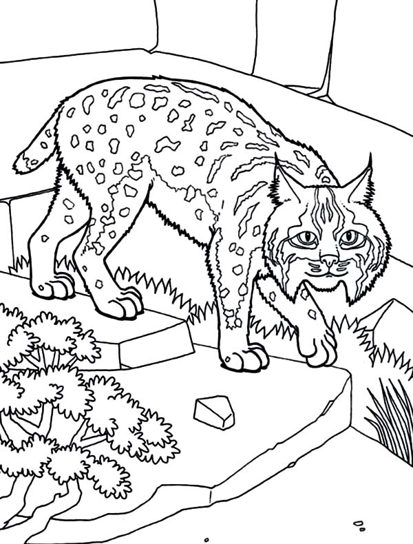 Bobcat Terrain Coloring Page