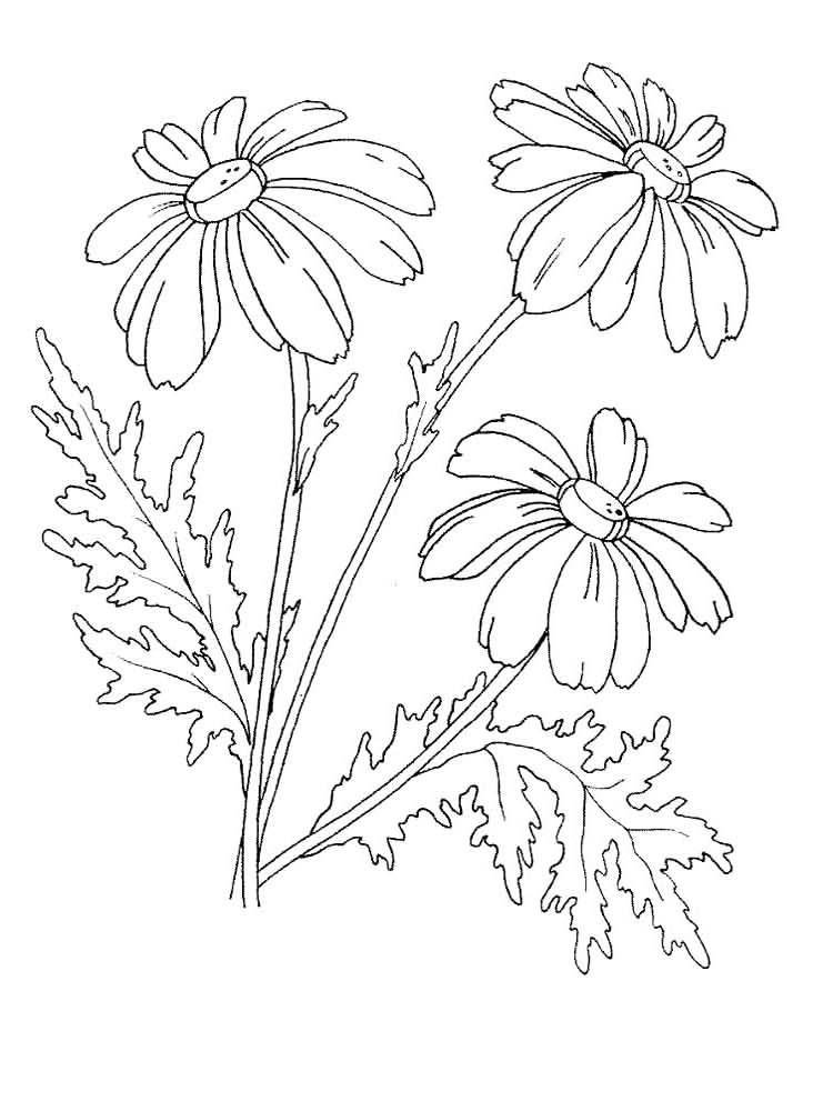 Chamomile Herbs Coloring Page