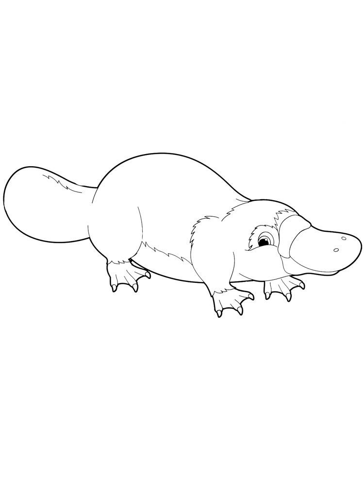 Cute Platypus Coloring Pages