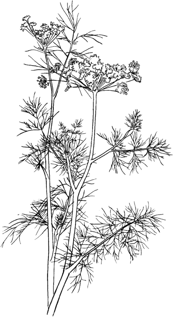 Dill Herbs Coloring Page