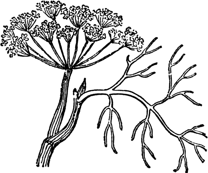 Dill Herbs Coloring Pages