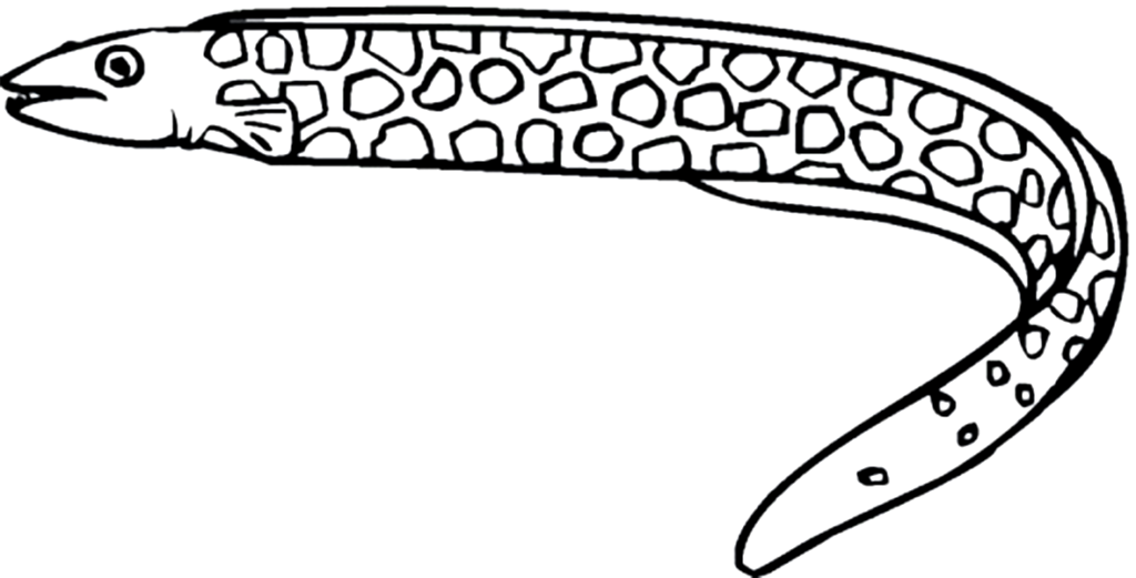 Easy Eel Coloring Pages