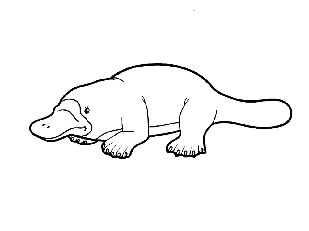 Easy Platypus Coloring Pages