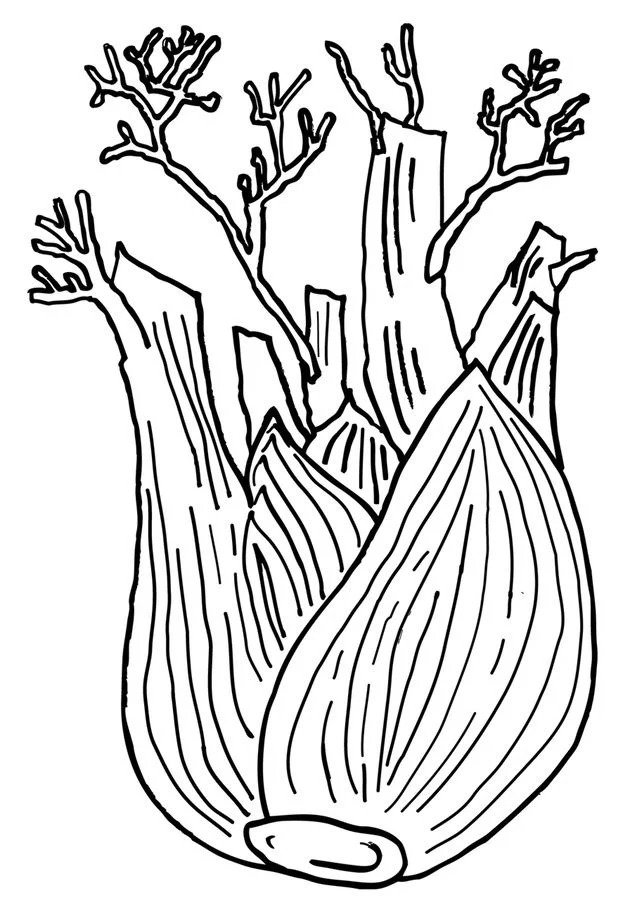 Fennel Herbs Coloring Page