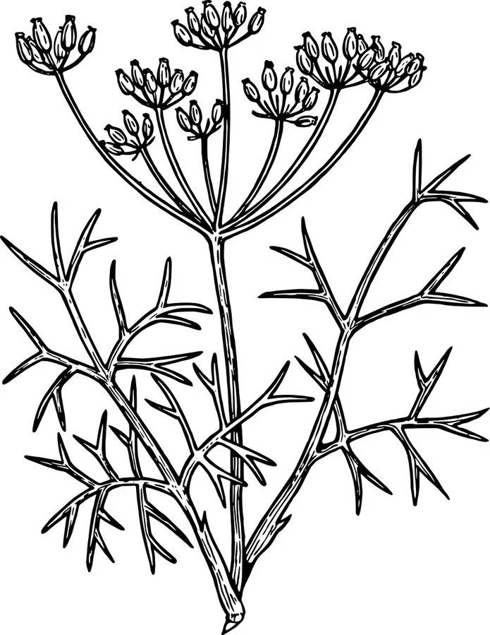 Fennel Herbs Coloring Page