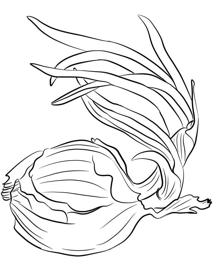 Onion Coloring Page