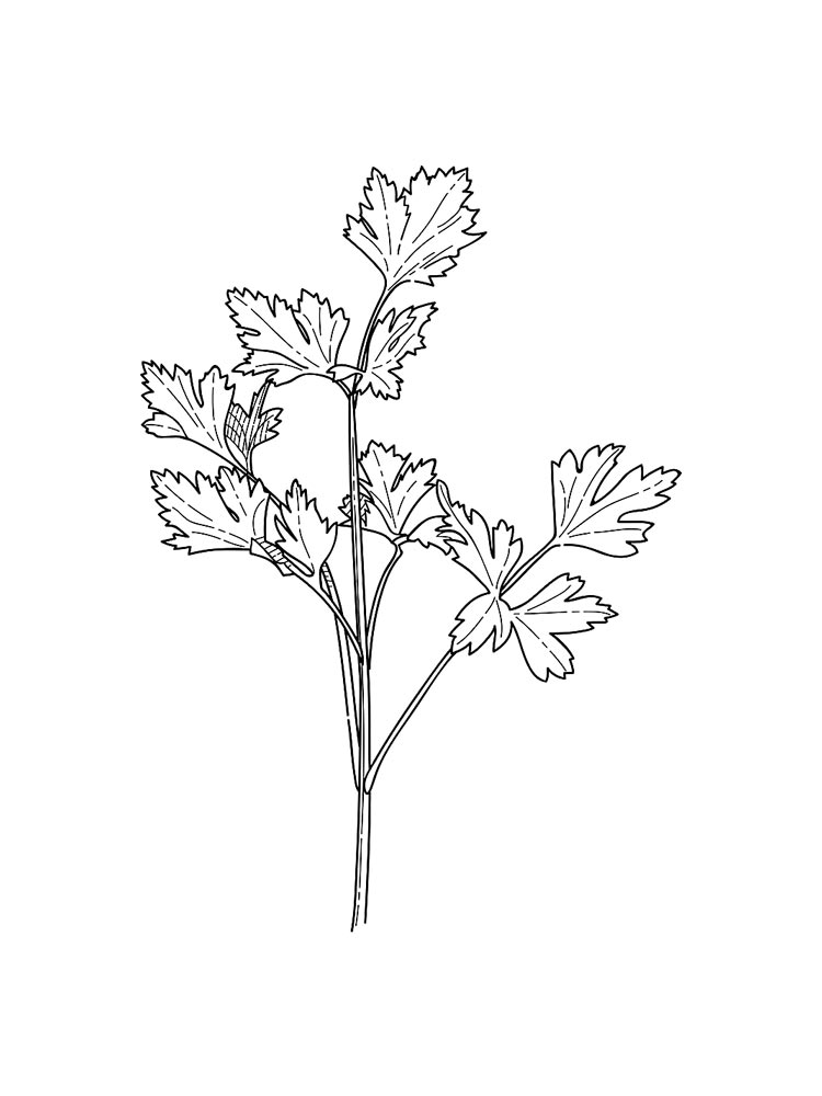 Parsely Coloring Page