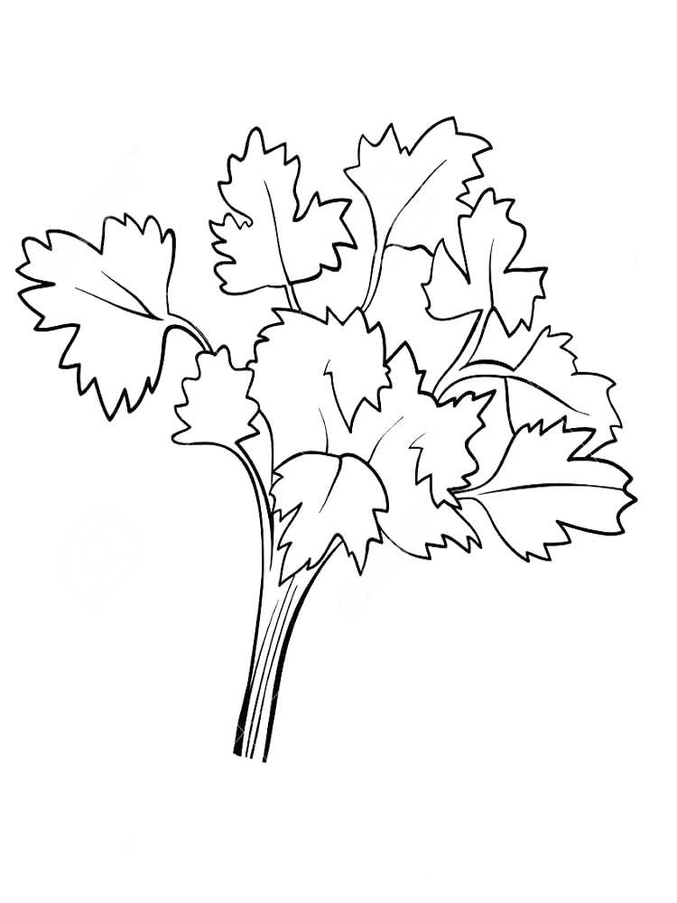 Parsley Herbs Coloring Page