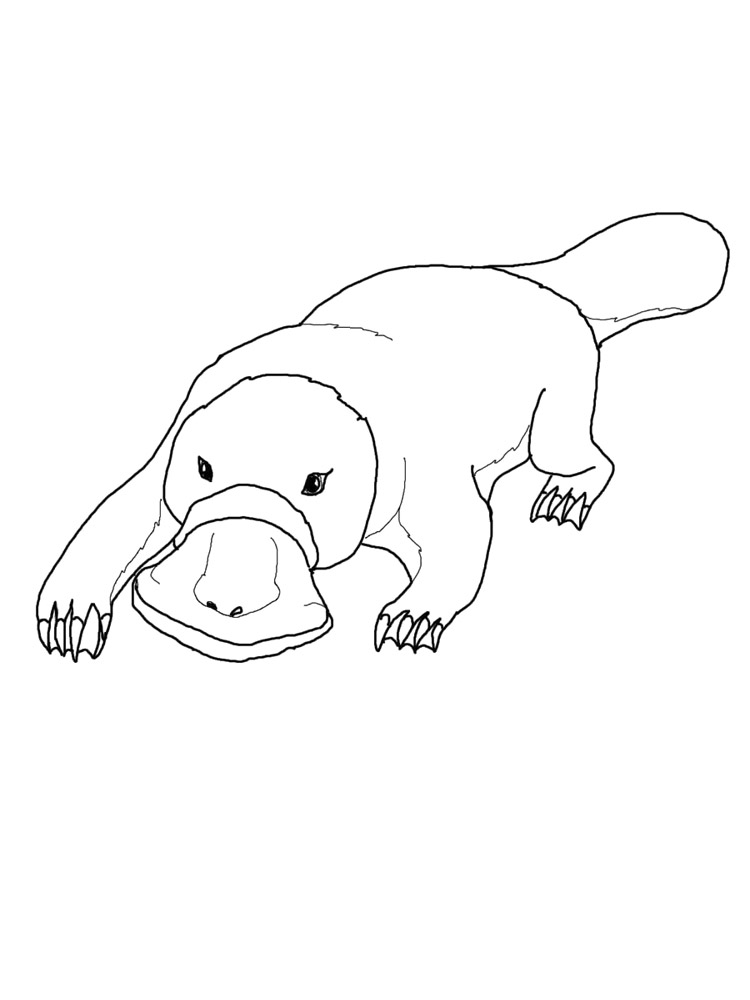 Platypus Coloring Page Printable