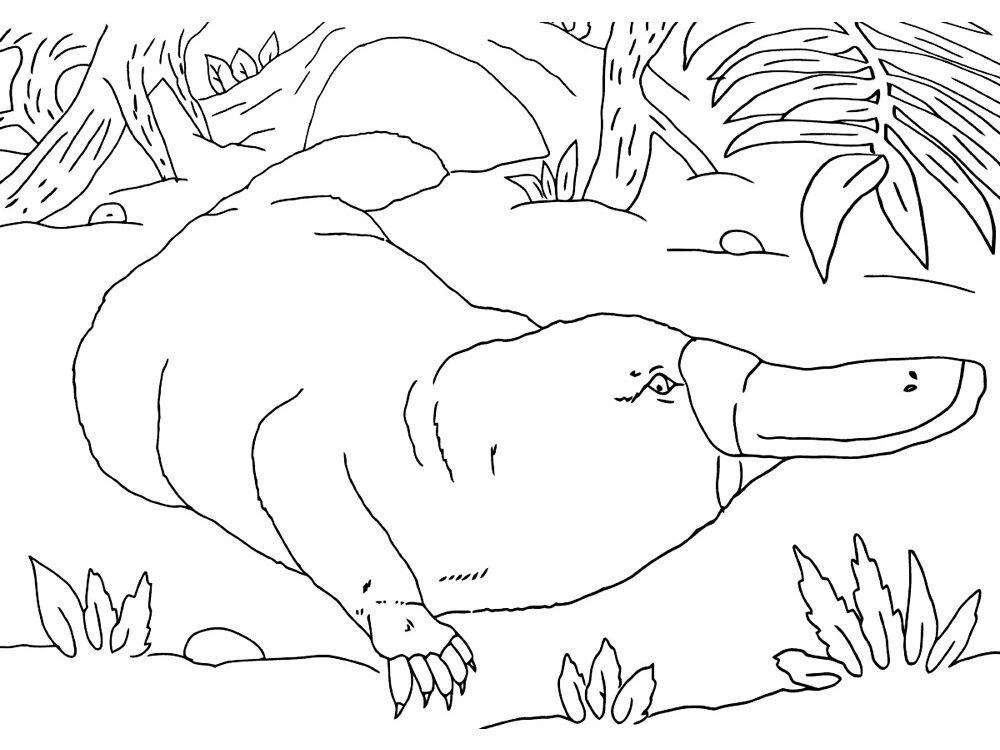 Platypus In The Wild Coloring Page