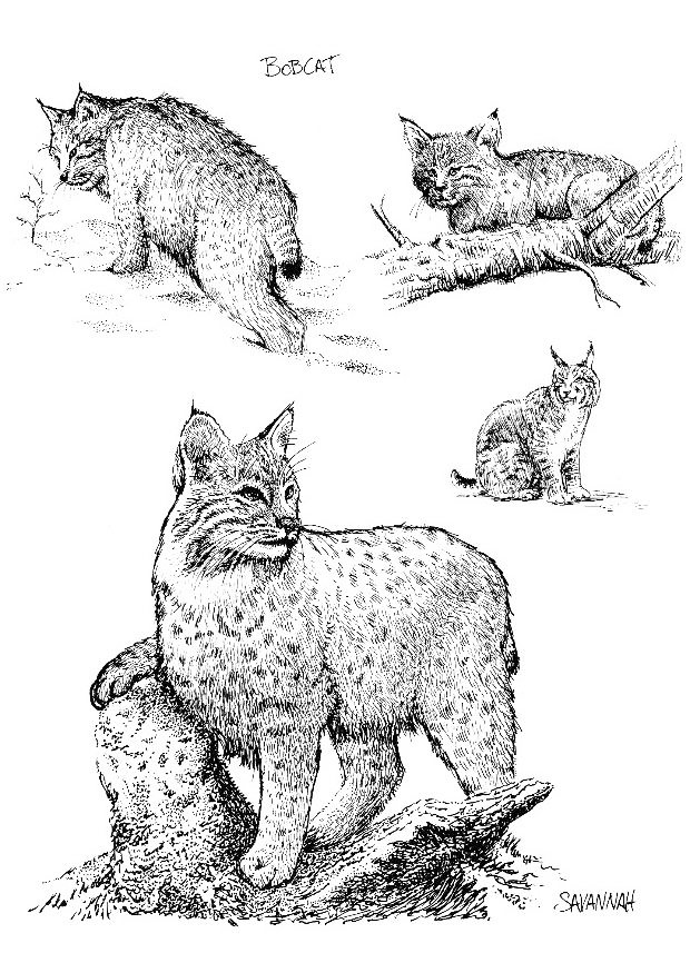 Pretty Bobcat Coloring Page