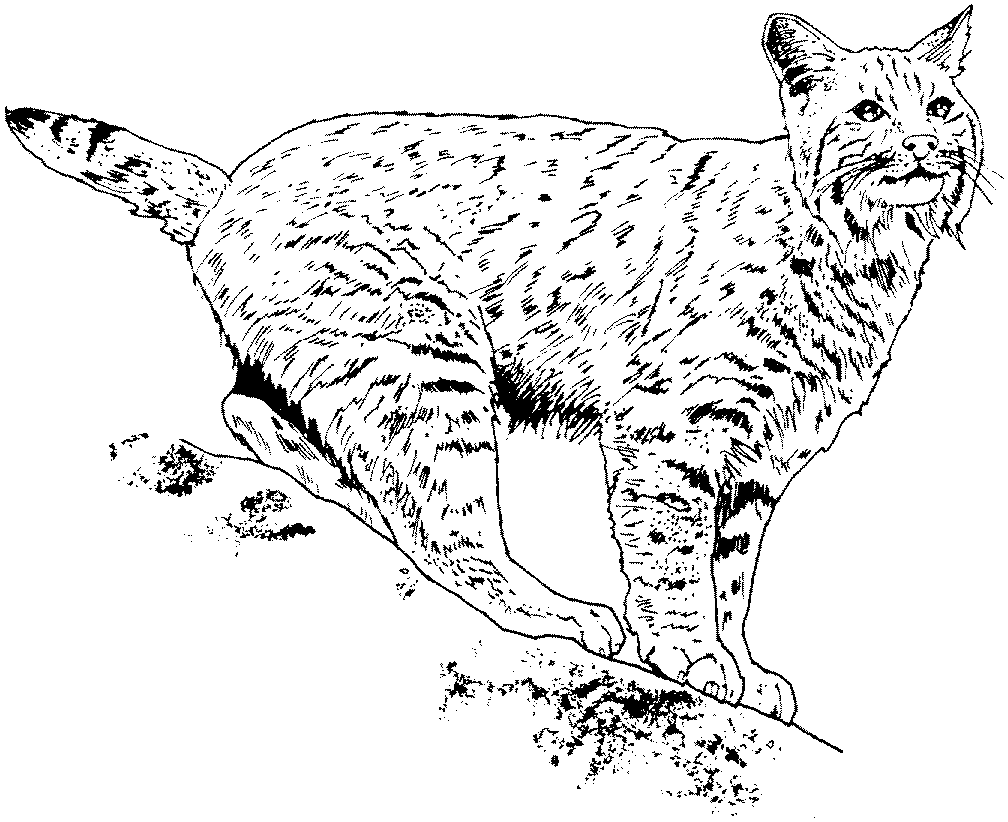 Realistic Bobcat Coloring Page