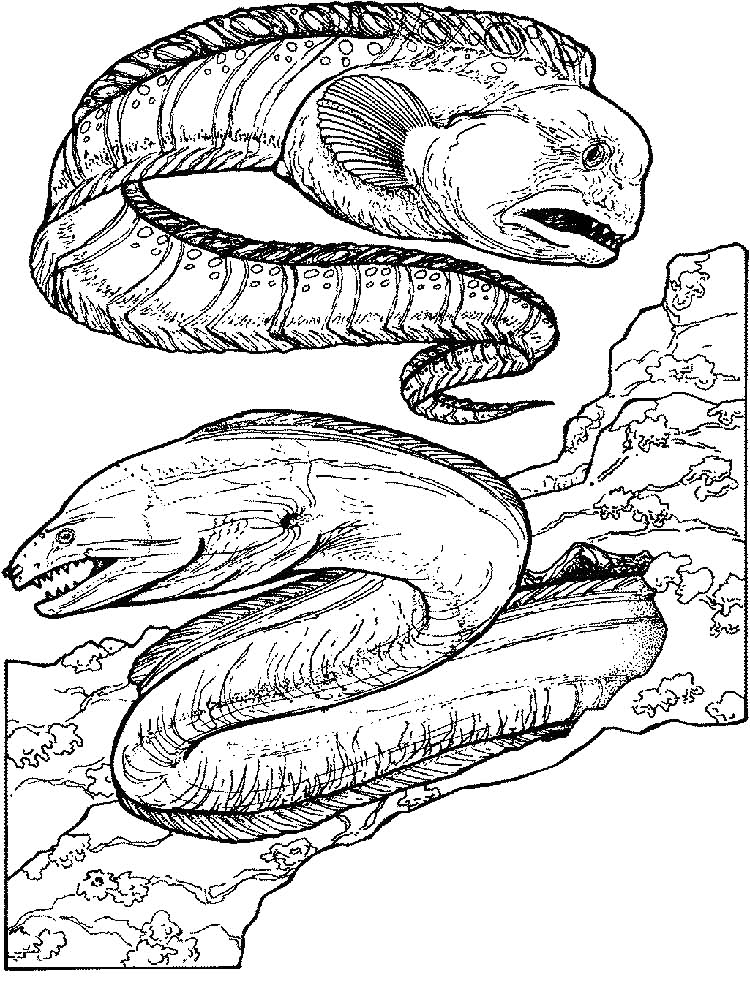 Realistic Eel Coloring Pages